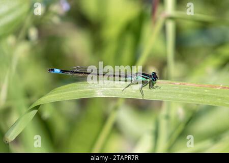 Blu-tailed damselfly, Ischnura elegans Foto Stock