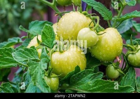 Pomodori. I frutti sul cespuglio maturano con gocce d'acqua Foto Stock