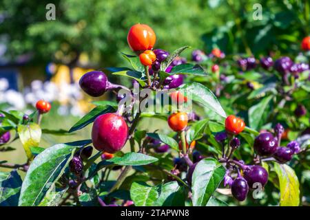 Primo piano di una pianta di pepe piccante con frutta matura Foto Stock