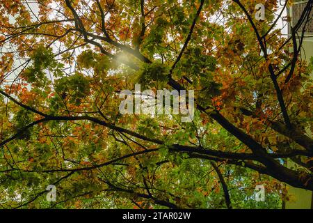 Nature's Glory la bellezza selvaggia di un maestoso albero alto, rami adornati da foglie lussureggianti e vibranti. Entra nella natura selvaggia e lascia che sia così Foto Stock