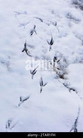 Piste per uccelli sulla neve, Germania Foto Stock