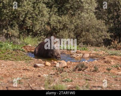 Cinghiale (Sus scrofa) presso la zona di abbeveraggio, Estremadura, Castilla la Mancha, Spagna Foto Stock