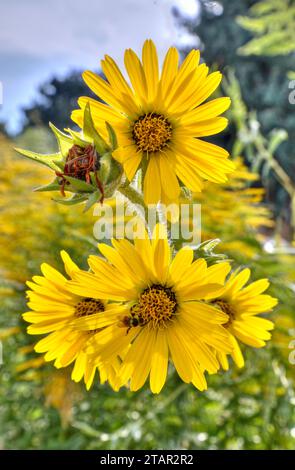 Un gruppo di quattro teste annuali di girasole e un fiore passato retroilluminato dal sole, tutti a colori insieme a un'ape che raccoglie il polline. Foto Stock