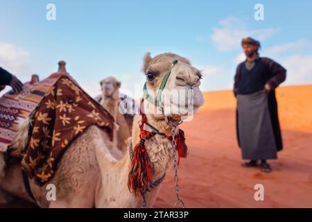 Cammello che riposa sulla sabbia rossa del deserto Wadi Rum dettaglio primo piano, un beduino locale sfocato sullo sfondo Foto Stock