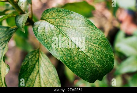 Sfondo foglia di avocado. Primo piano di una bella foglia di avocado Foto Stock