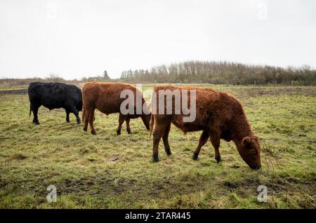 Bestiame di Galloway sul pascolo, paludi di sale Sylt, Keitum, isola del Mare del Nord di Sylt, Frisia settentrionale, Schleswig-Holstein, Germania Foto Stock