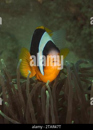 Pesci pagliaccio di Allard (Amphiprion allardi), sito di immersione Sodwana Bay National Park, Maputaland Marine Reserve, KwaZulu Natal, Sudafrica Foto Stock