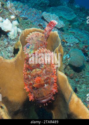 Un pesce scorpione orlato (Scorpaenopsis oxycephala) riposa in una spugna, sito di immersione Sodwana Bay, Maputaland Marine Reserve, KwaZulu Natal, Sudafrica Foto Stock