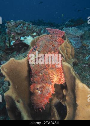 Un pesce scorpione orlato (Scorpaenopsis oxycephala) riposa in una spugna, sito di immersione Sodwana Bay, Maputaland Marine Reserve, KwaZulu Natal, Sudafrica Foto Stock