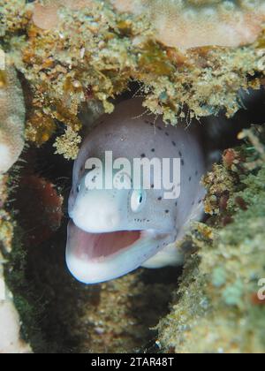 Moray geometrico (Gymnothorax griseus), sito di immersione Sodwana Bay, Maputaland Marine Reserve, KwaZulu Natal, Sudafrica Foto Stock
