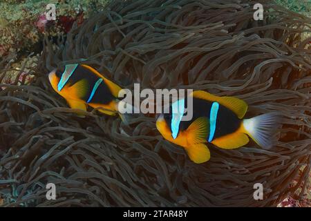 Coppia di pesci pagliaccio di allard (Amphiprion allardi) nel loro anemone marino, sito di immersione Sodwana Bay National Park, Maputaland Marine Reserve, KwaZulu Natal Foto Stock