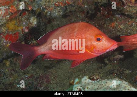 Humpback snapper (Lutjanus gibbus), sito di immersione Sodwana Bay National Park, Maputaland Marine Reserve, KwaZulu Natal, Sudafrica Foto Stock