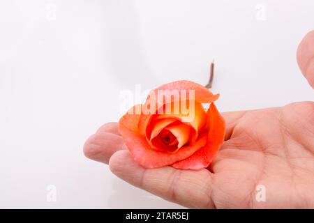 Mano che tiene un arancione rosa su sfondo bianco Foto Stock