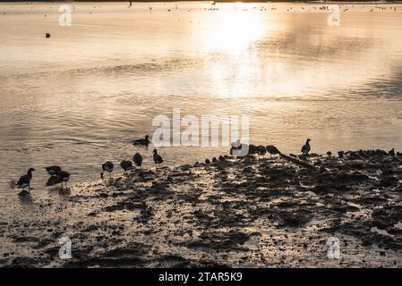 Oche brent (Branta bernicla) che si stendono sul bordo dell'acqua a Leigh on Sea, Essex Foto Stock