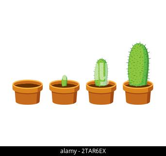 La crescita del cactus delle fasi è islalizzata su sfondo bianco. Cactus in vaso di fiori in stile piatto. Infografica sulla tempistica del processo di crescita. Illustrazione vettoriale Illustrazione Vettoriale