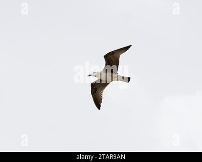 Gabbiano a gambe gialle, Mittelmeermöwe, Goéland leucophée, Larus michahellis, sárgalábú sirály, Sicilia, Sicilia, Italia, Europa Foto Stock