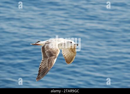 Gabbiano a gambe gialle, Mittelmeermöwe, Goéland leucophée, Larus michahellis, sárgalábú sirály, Sicilia, Sicilia, Italia, Europa Foto Stock