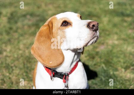 Ritratto del cane Beagle sul prato Foto Stock