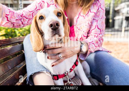 Cane Beagle che indossa un'imbracatura rossa seduto su una panchina di legno con il suo proprietario Foto Stock