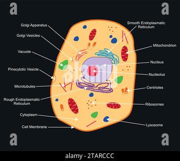 Struttura delle cellule animali. Sezione trasversale della cella anatomia colorata dettagliata con descrizione. Cellula animale piatta isolata su sfondo scuro. Illustrazione Vettoriale