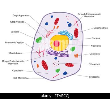 Struttura delle cellule animali. Sezione trasversale della cella anatomia colorata dettagliata con descrizione. Cellula animale piatta isolata su sfondo bianco. Illustrazione Vettoriale