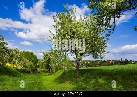 Sentiero di casa dei piccioni in primavera Foto Stock