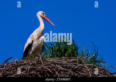 Una cicogna bianca si erge nel suo nido con un cielo blu sullo sfondo. Foto Stock