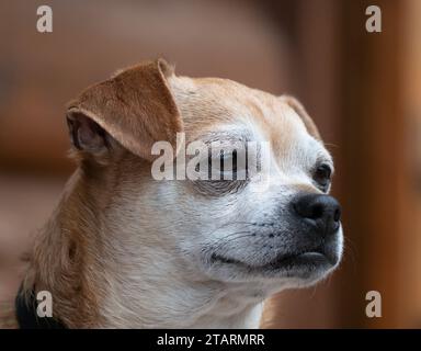 Foto ravvicinata di un cane di razza mista, in parte Chihuahua, fotografata nel profilo 3/4, al chiuso con luce naturale. Foto Stock