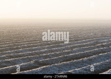 Luce soffusa dell'alba sul campo con file rialzate in inverno con gelo sul terreno Foto Stock