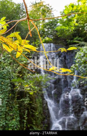 Viaggia in Georgia - ramoscello di alberi con foglie gialle illuminate dal sole da vicino e cascata Mirveti in Agiaria il giorno d'autunno sullo sfondo Foto Stock