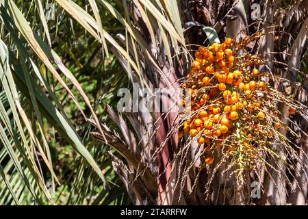 Viaggio in Georgia: Frutti maturi di palma Butia nella città di Batumi nel soleggiato giorno autunnale Foto Stock