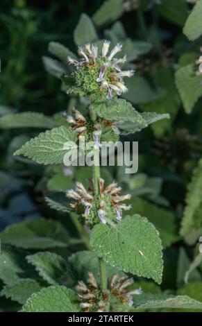 Horehound bianco, Marrubium vulgare in fiore. Foto Stock