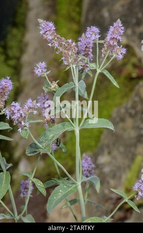 Horsemint, Mentha longifolia in fiore per ruscello. Foto Stock