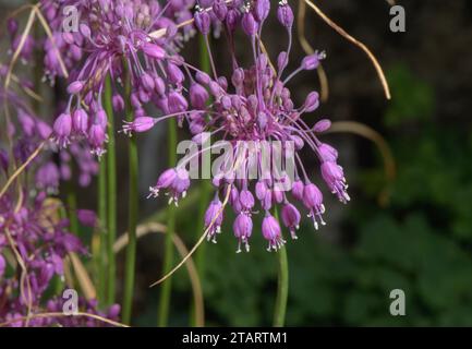 Aglio a chiglia, Allium carinatum ssp. pulchellum (sottospecie senza bulbi). Alpi. Foto Stock