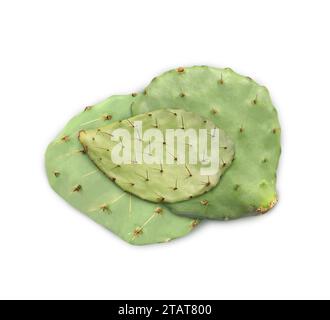 Molti tappetini di cactus Opuntia su sfondo bianco Foto Stock