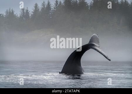Balena megattere che mostra la sua coda mentre riposa al largo dell'Isola di Vancouver settentrionale, territorio delle prime Nazioni, territori tradizionali del Kwakwaka'wakw Foto Stock