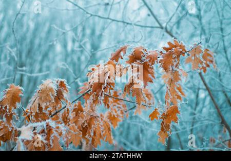 Foglie secche gialle ricoperte di gelo. I rami di albero coperti di brina. Sono in arrivo le vacanze invernali. Giorni in novembre e dicembre. Foto Stock