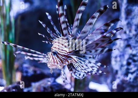 pesce leone bordato o pesce leone rosso nell'acquario Foto Stock