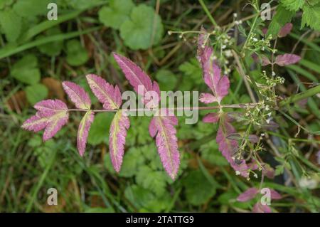 Prezzemolo di pietra, Sison amomum in fiore a fine estate. Foto Stock