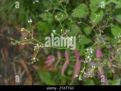 Prezzemolo di pietra, Sison amomum in fiore a fine estate. Foto Stock