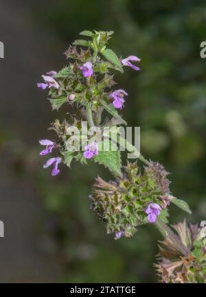 Black Horehound, Ballota nigra in fiore sulla strada, Surrey. Foto Stock