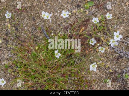 Perla annodata, Sagina nodosa in fiore, in duna umida cava, Braunton Burrows, Devon. Foto Stock