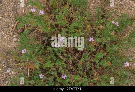 Il disegno di legge di Sticky Stork, Erodium aethiopicum, sulle dune di Braunton Burrows. Foto Stock