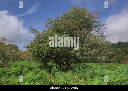 Devon whitebeam, Sorbus devoniensis, in Fruit on Roborough Down, Dartmoor. Un raro endemico britannico. Devon. Foto Stock