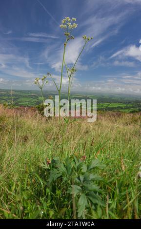 Bladderseed, Physospermum cornubiense, in fiore su Kit Hill, East Cornwall. Molto raro nel Regno Unito. Foto Stock