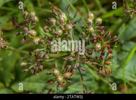 Semi di Bladderseed, Physospermum cornubiense, con frutti distintivi; su Kit Hill, East Cornwall. Molto raro nel Regno Unito. Foto Stock