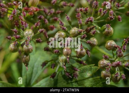 Semi di Bladderseed, Physospermum cornubiense, con frutti distintivi; su Kit Hill, East Cornwall. Molto raro nel Regno Unito. Foto Stock