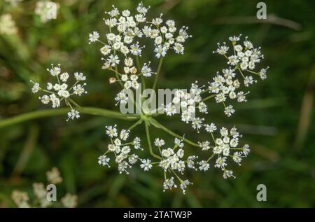 Bladderseed, Physospermum cornubiense, in fiore su Kit Hill, East Cornwall. Molto raro nel Regno Unito. Foto Stock