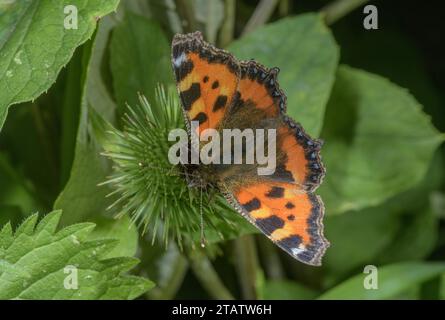 Piccolo guscio di tartaruga, Aglais urticae, che si nutre di fiori di Burdock. Foto Stock