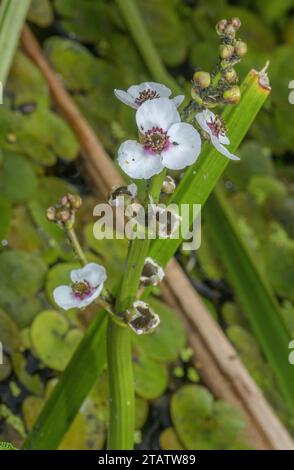 Arrowhead comune, Sagittaria sagittifolia, in fiore in un fosso, livelli di Somerset. Foto Stock